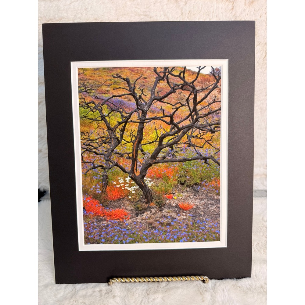 Photography Art Post Fire Signed Landscape Photo Print Matted 11x14 Palmdale CA